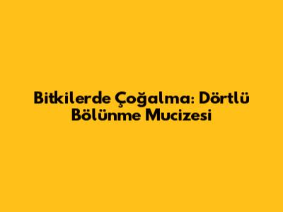 Bitkilerde Çoğalma: Dörtlü Bölünme Mucizesi