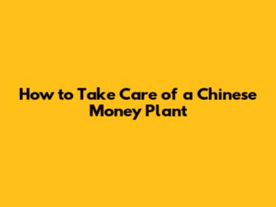 How to Take Care of a Chinese Money Plant